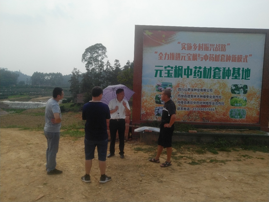 图为调研组与元宝枫中药材套种基地负责人进行沟通交流.jpg 图为调研组与元宝枫中药材套种基地负责人进行沟通交流.jpg